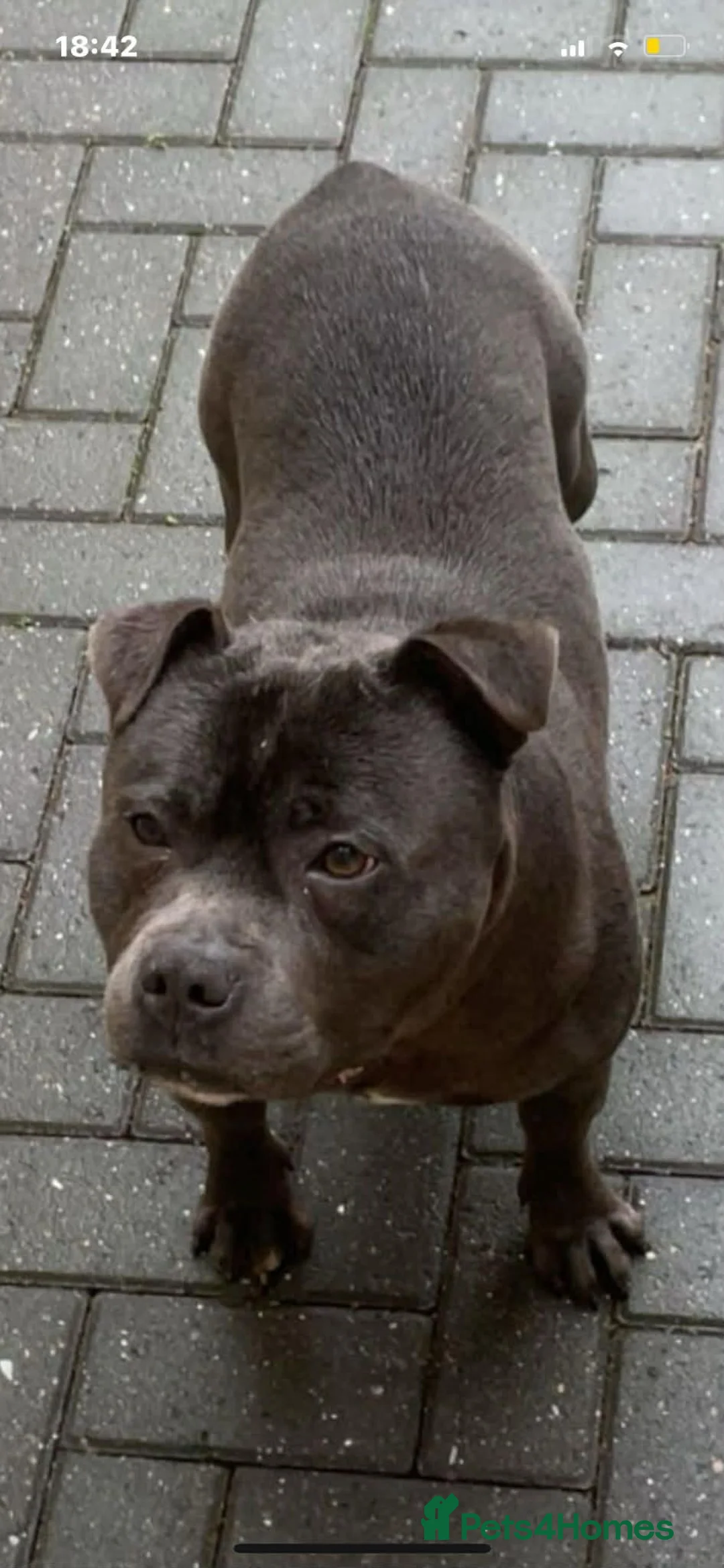 Staffordshire Bull Terrier dogs for sale: Blue Staffordshire bull terrier  - Advert 11