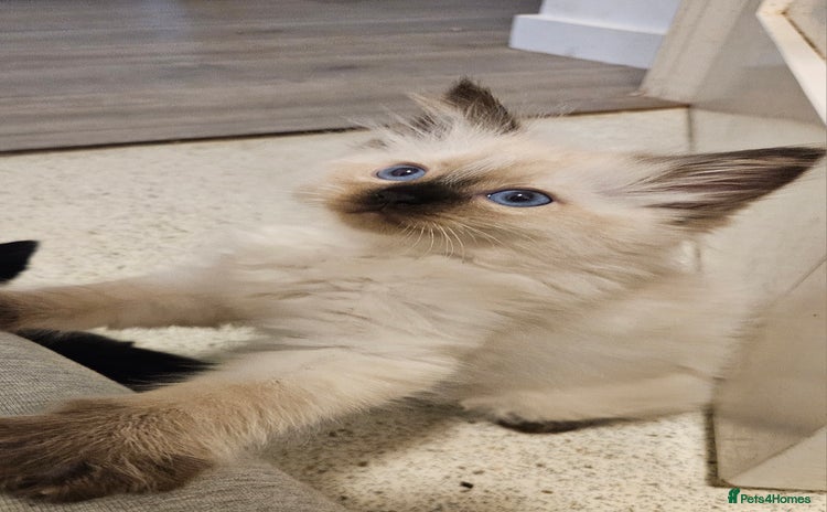 Ragdoll cats - Advert 7