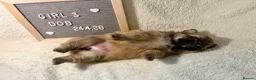 Mixed Breed dogs for sale: Stunning Shih Tzu/ Pomeranian puppies  in London - Advert 10