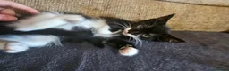 Mixed Breed cats for sale: Adorable mixed breed kittens  - Advert 21