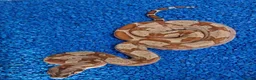 Boa Snake reptiles for sale: Baby Hypo Boa constrictor's  - Advert 3