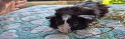 Guinea Pig rodents for sale: Baby male Guinea pigs - Advert 7