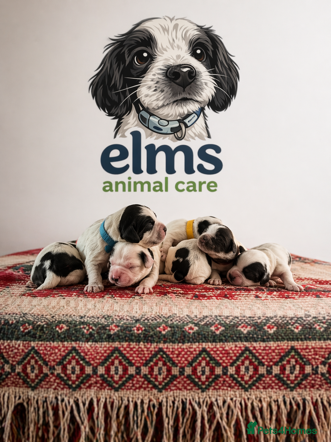 Sprocker dogs 5 star bred sprockers for sale! £1200 - Advert 1