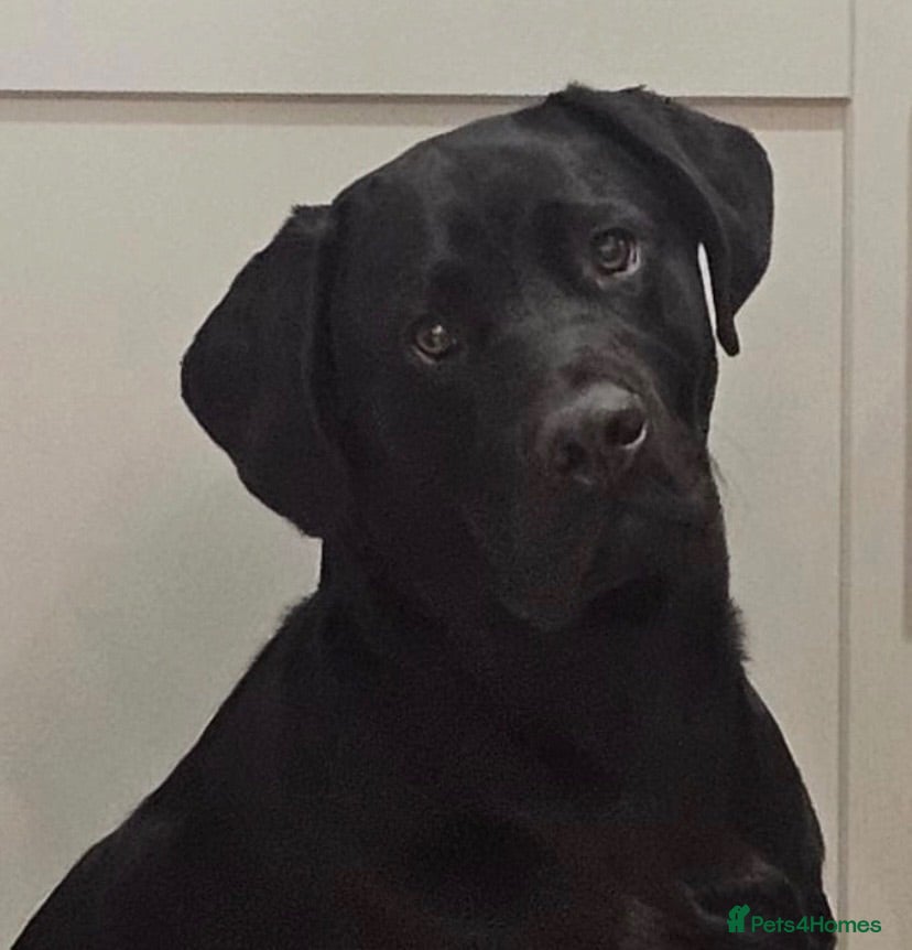 Labrador Retriever dogs Black Labrador dog - Advert 6