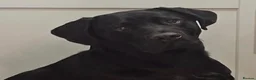 Labrador Retriever dogs for sale: Black Labrador dog - Advert 1