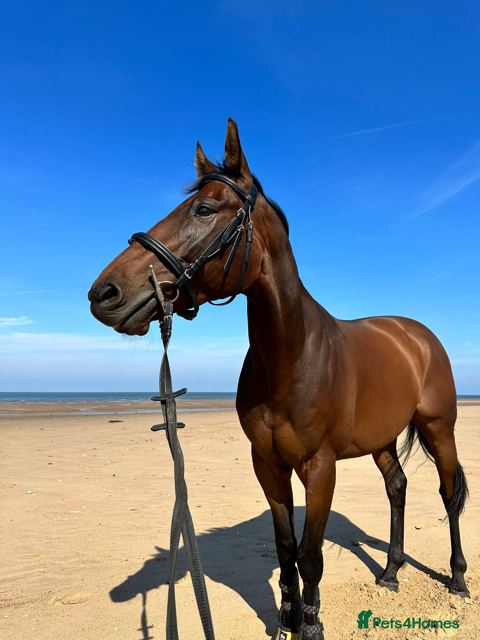 English Thoroughbred horses Looking for a new home in Milton Keynes - Advert 14