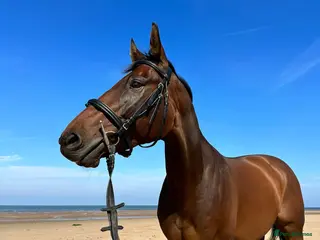 English Thoroughbred horses Looking for a new home in Milton Keynes - Advert 14