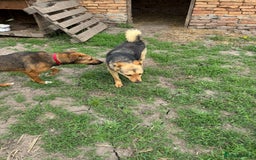 Mixed Breed dogs for adoption: CORA - a Beautiful & Kind Girl, for a Loving Home - Image 9