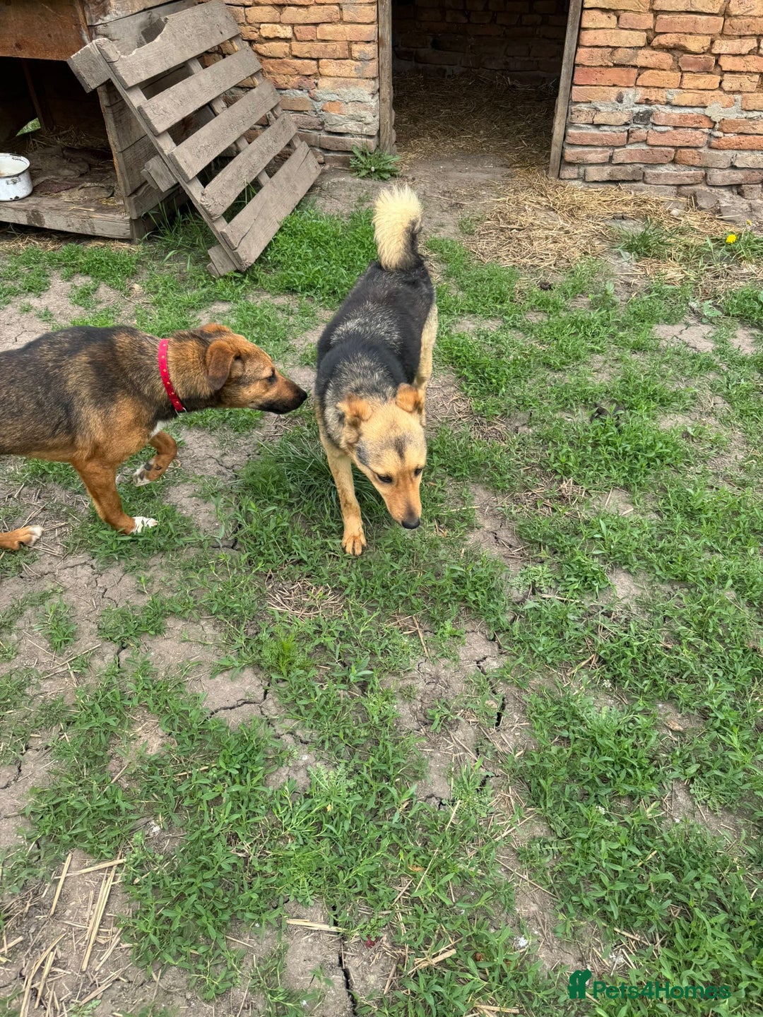 Mixed Breed dogs for adoption: CORA - a Beautiful & Kind Girl, for a Loving Home - Image 9