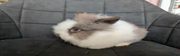 Lionhead rabbits for sale: Fluffy BE Lionhead Rabbits for Sale  - Advert 22