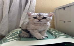 British Shorthair cats for sale: Stunning British Shorthair  - Image 11
