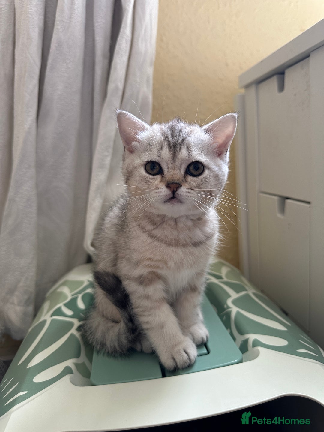British Shorthair cats for sale: Stunning British Shorthair  - Image 11