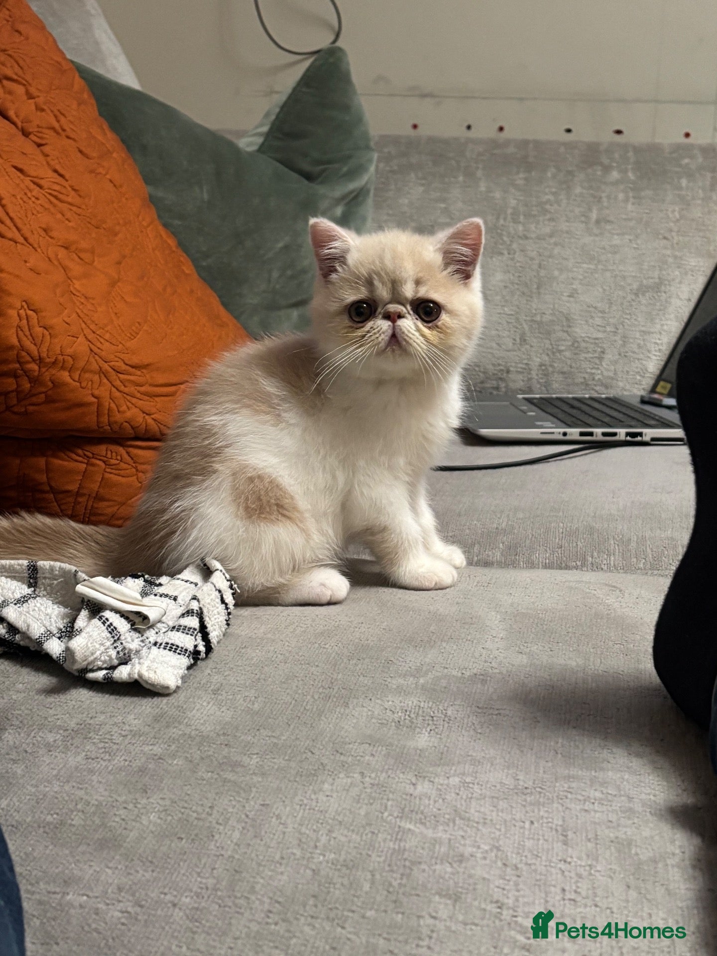 Persian cats STUNNING PERSIAN KITTENS🩷🩵 - Advert 19