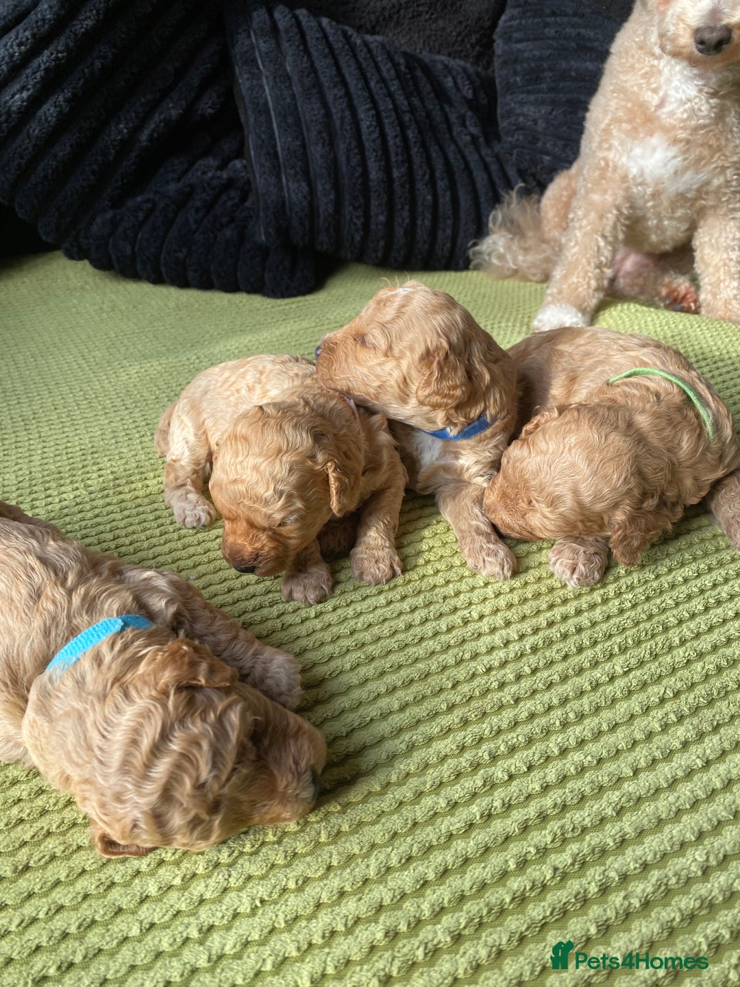Poochon dogs for sale: 🐶🐾 4 STUNNING POOCHON PUPS 🐾🐶 - Image 12