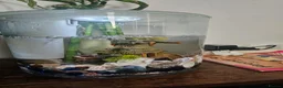 Pond Fish fish for sale: Beautiful, colorful mixed ornamental fish in London - Advert 2