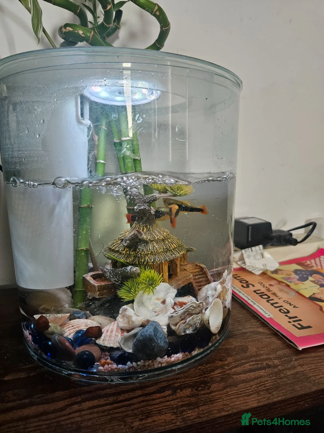 Pond Fish fish for sale: Beautiful, colorful mixed ornamental fish in London - Advert 2