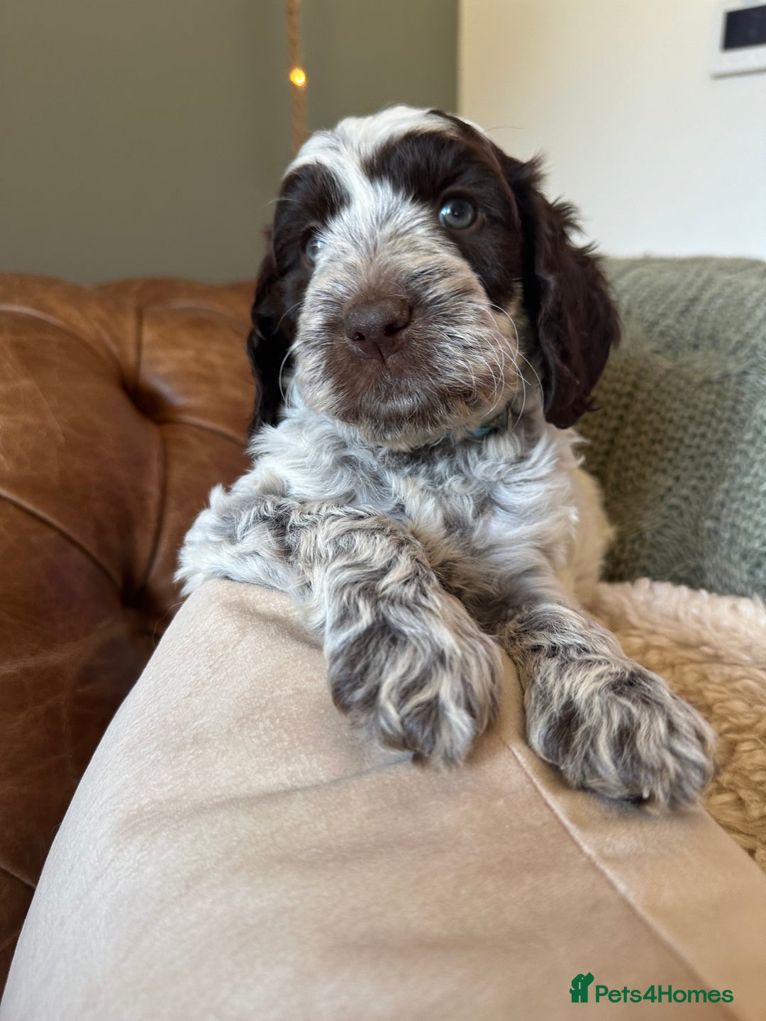 Cockapoo dogs for sale: Cockapoo puppies. Fully DNA tested.  - Image 5