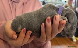 French Bulldog dogs for sale: French bulldog puppies  - Image 8