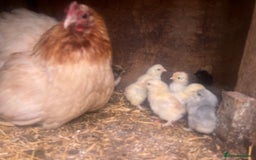 Chickens poultry for sale: 2 mum and 28 chicks for sale  - Image 13