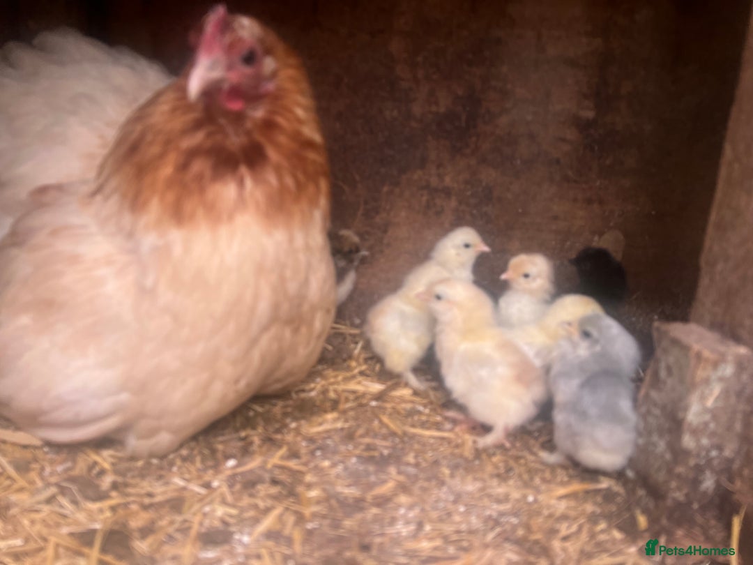 Chickens poultry for sale: 2 mum and 28 chicks for sale  - Image 13