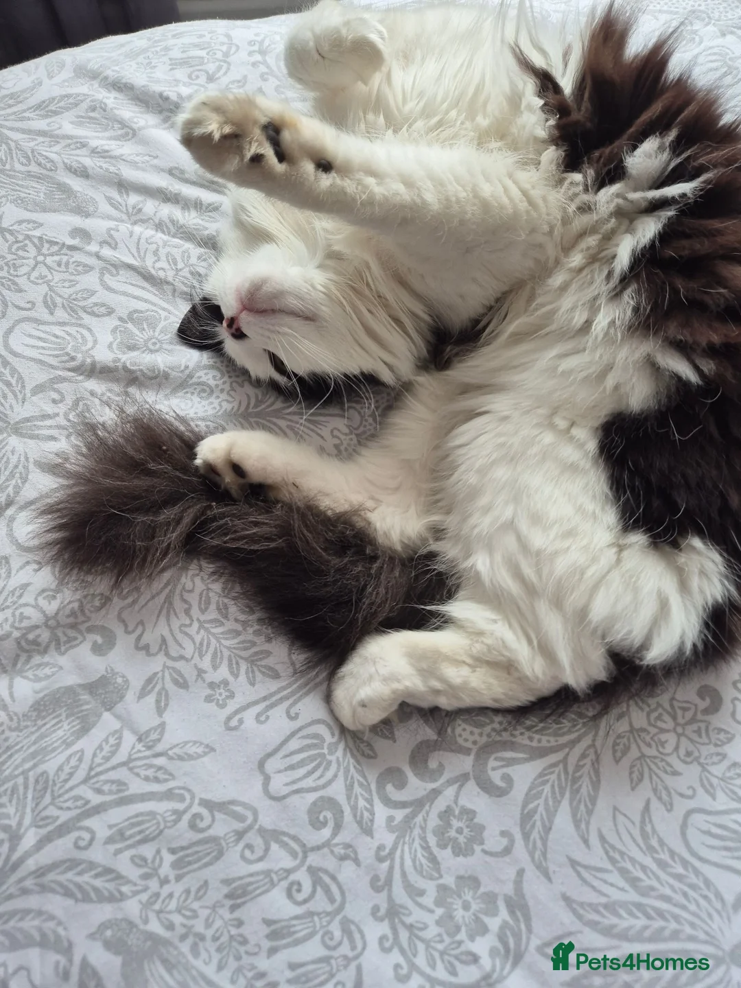 Mixed Breed cats for sale: Female Cat in Ashington - Advert 2