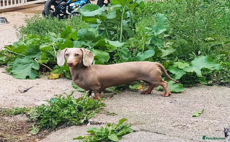 Miniature Dachshund dogs - Advert 12