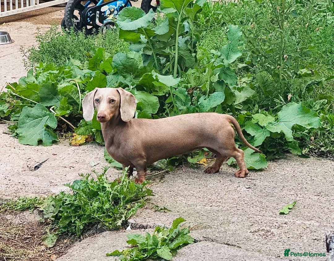 Miniature Dachshund dogs for sale: 2x Isabella and tan miniature dachshund girl - Image 1