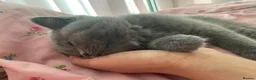 British Shorthair cats for sale: 12 weeks british shorthair male in Manchester - Advert 4