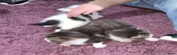 Mixed Breed cats for sale: 3 kittens   9 weeks old  - Advert 15