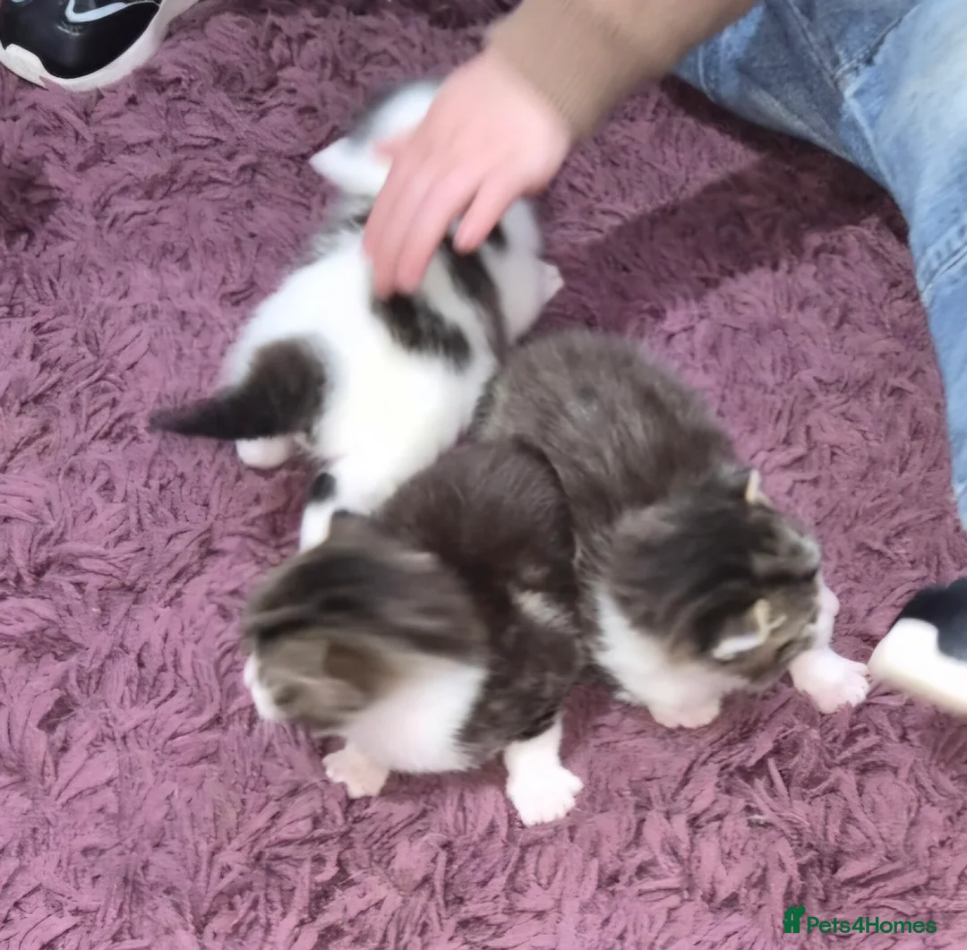 Mixed Breed cats for sale: 3 kittens   9 weeks old  - Advert 15