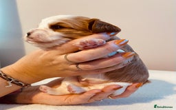 Cavalier King Charles Spaniel dogs for sale: Stunning KC Cavalier King Charles Spaniel Puppies. - Image 23