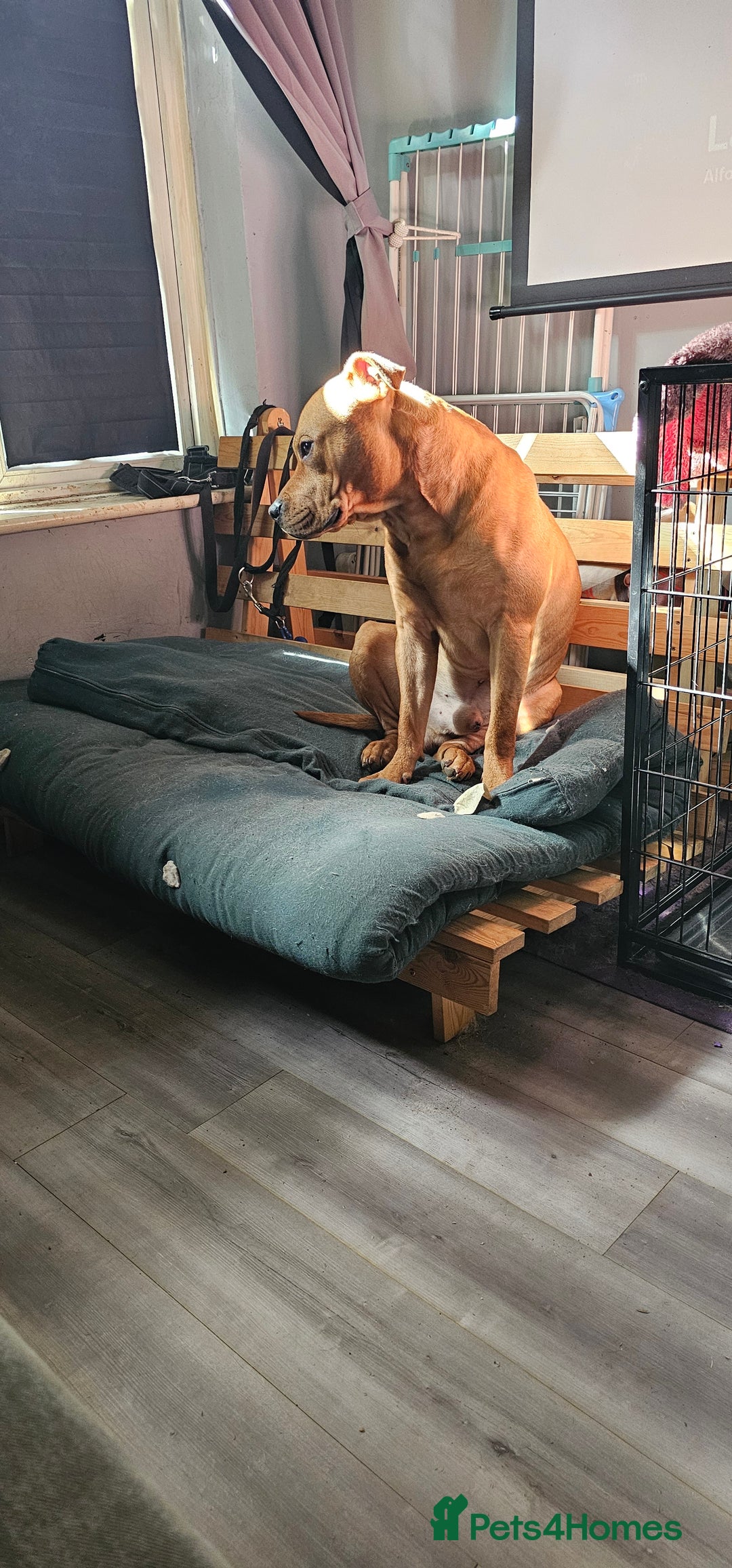 Mixed Breed dogs for sale: Bear the big cuddly goof - Advert 4