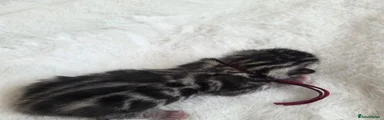 Bengal 5