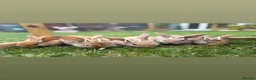 Mini Lop rabbits for sale: baby rabbits  in Worksop - Advert 2