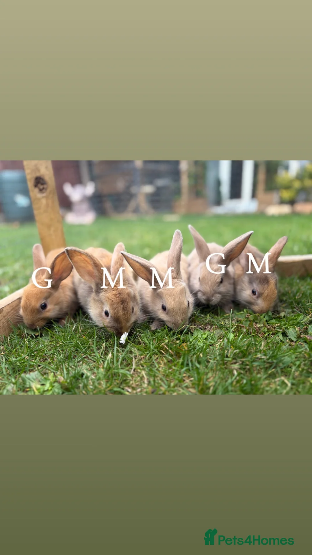 Mini Lop rabbits for sale: baby rabbits  in Worksop - Advert 2