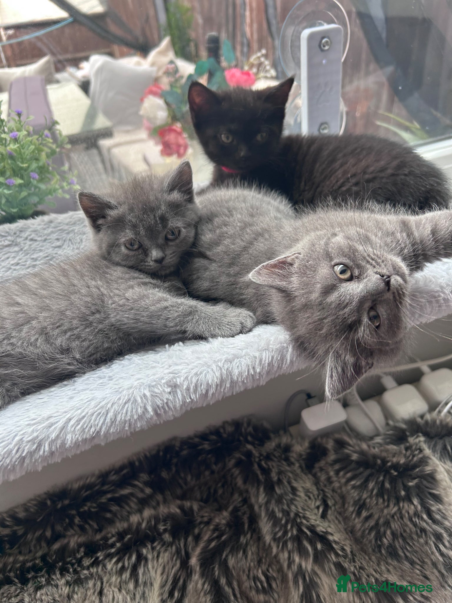British Shorthair cats for sale: 5 British shorthair kittens  - Advert 12