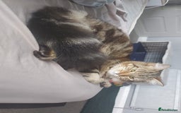 Maine Coon cats for sale: Main coon cross bengal  - Image 1