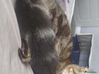 Maine Coon cats for sale - Advert 1