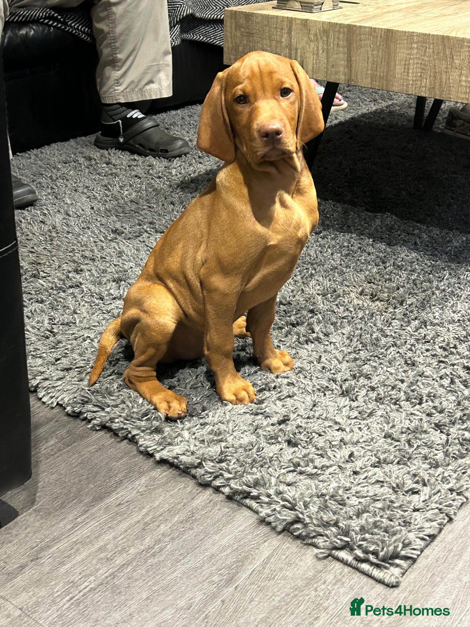 Hungarian Vizsla dogs KC Hungarian Vizsla puppies  - Advert 1