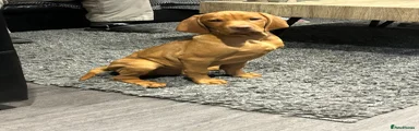 Hungarian Vizsla Puppy 4