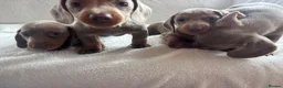 Miniature Dachshund dogs for sale: Miniature dachshund  - Advert 14