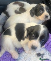 English Springer Spaniel dogs - Advert 4