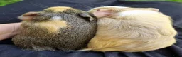 Guinea Pig rodents for sale: Bonded pair of boars - Advert 6