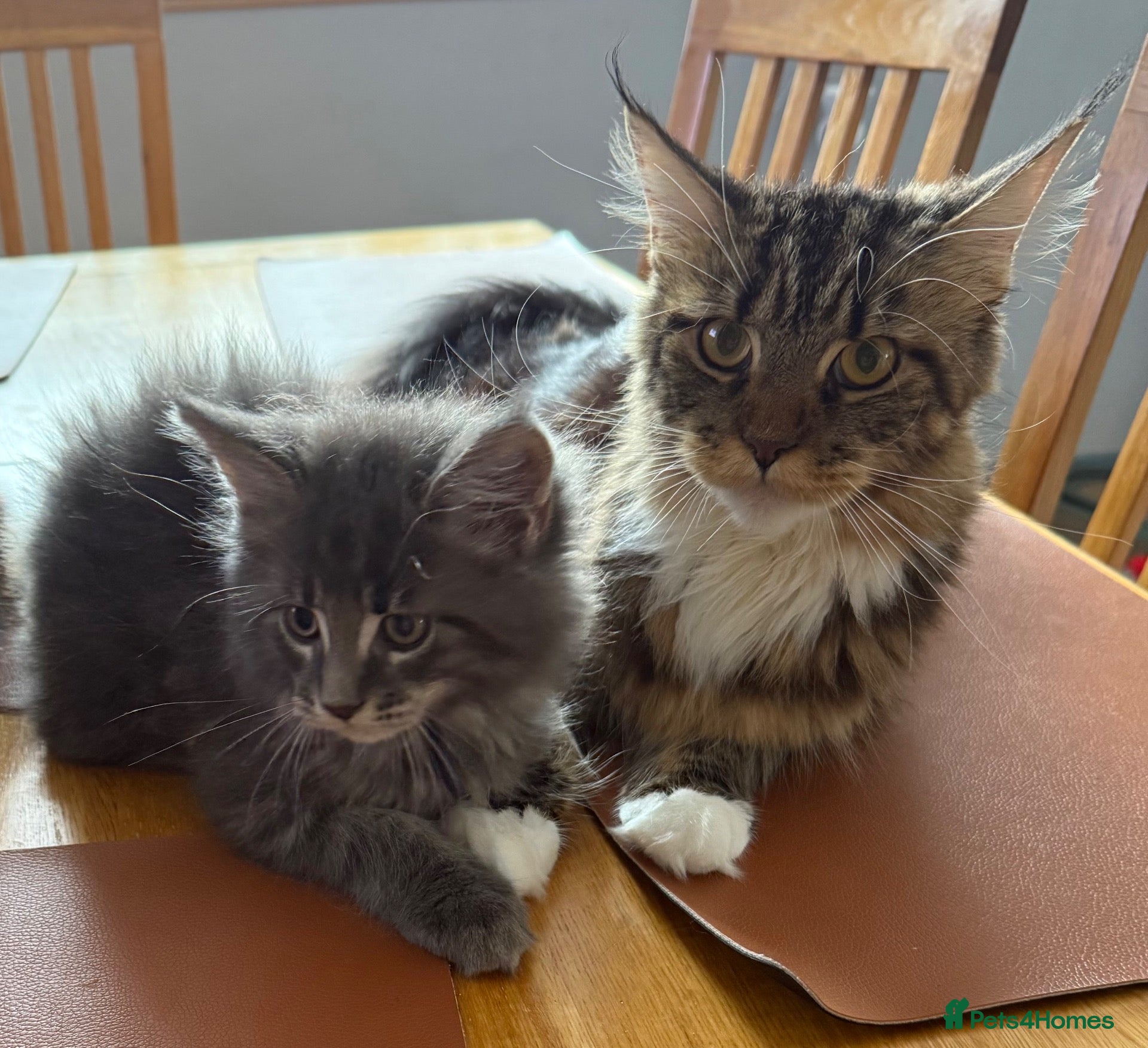 Maine Coon cats G Maine Coons - Advert 1