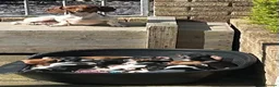 Dachshund dogs for sale: MINIATURE DACHSHUND GIRLS REDUCED READY TO GO - Advert 2