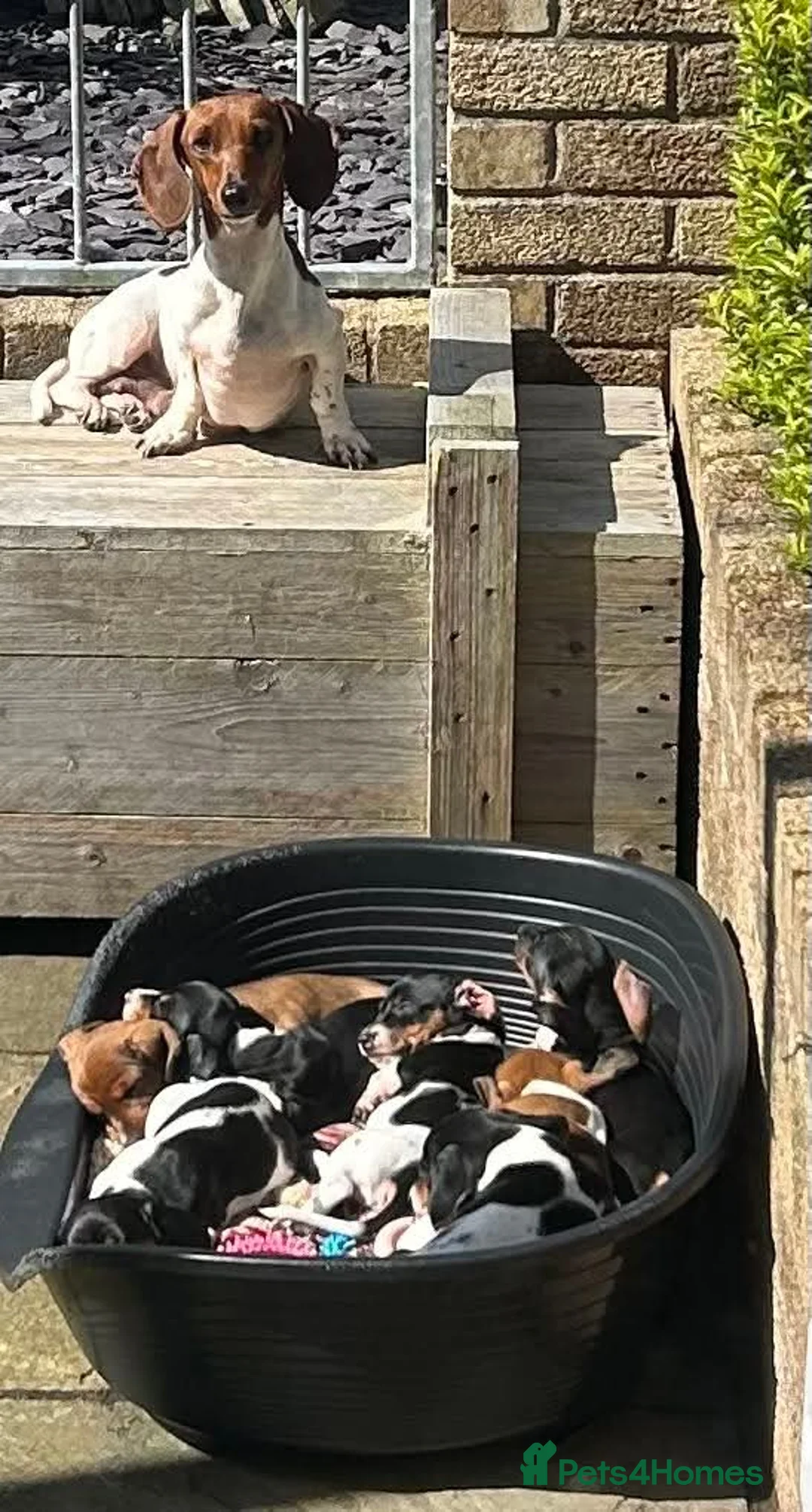 Dachshund dogs for sale: MINIATURE DACHSHUND GIRLS REDUCED READY TO GO - Advert 2