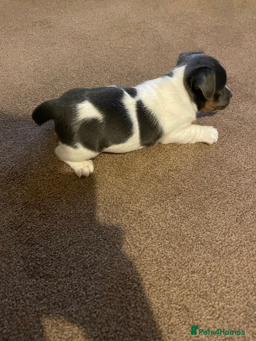 Jack Russell dogs for sale: Miniature Jack Russell puppy lilac and white - Advert 5