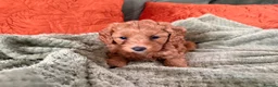 Cavapoo dogs for sale: DNA clear cavapoo in Yeovil - Advert 6