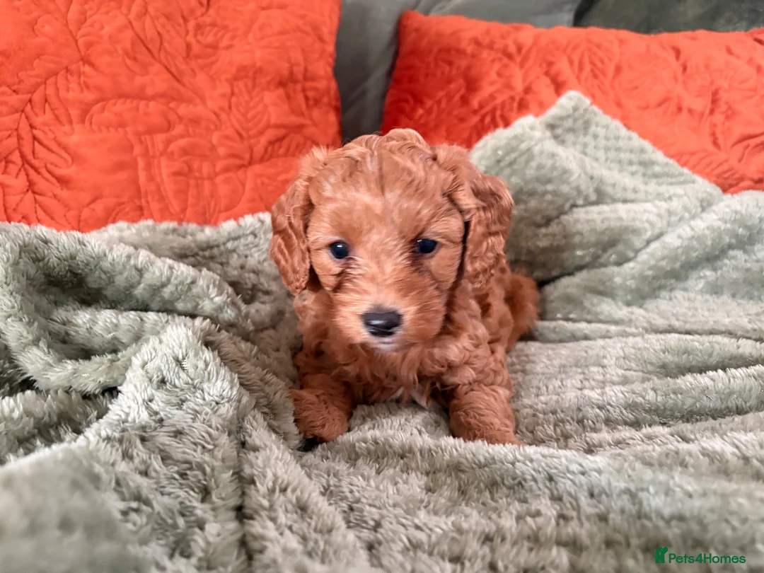 Cavapoo dogs for sale: DNA clear cavapoo in Yeovil - Advert 6