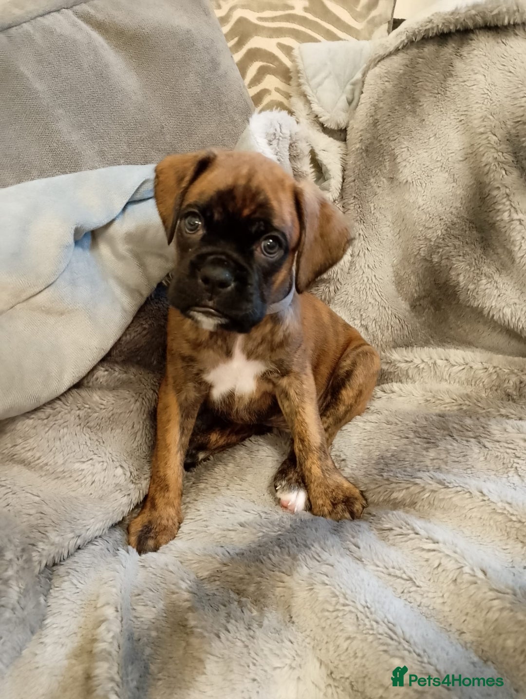 Boxer dogs for sale: Boxer Puppies  - Advert 21